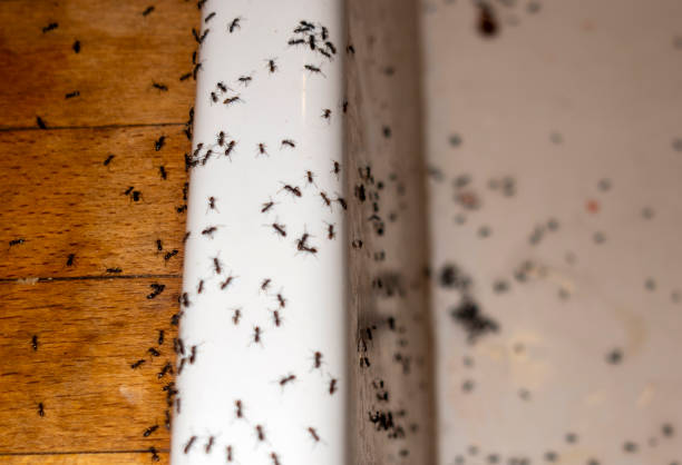 Best Flea Control Services  in La Habra Heights, CA