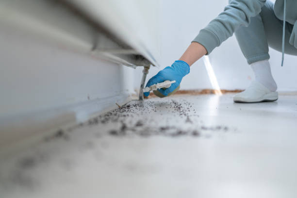 Best Spider Control Near Me  in La Habra Heights, CA